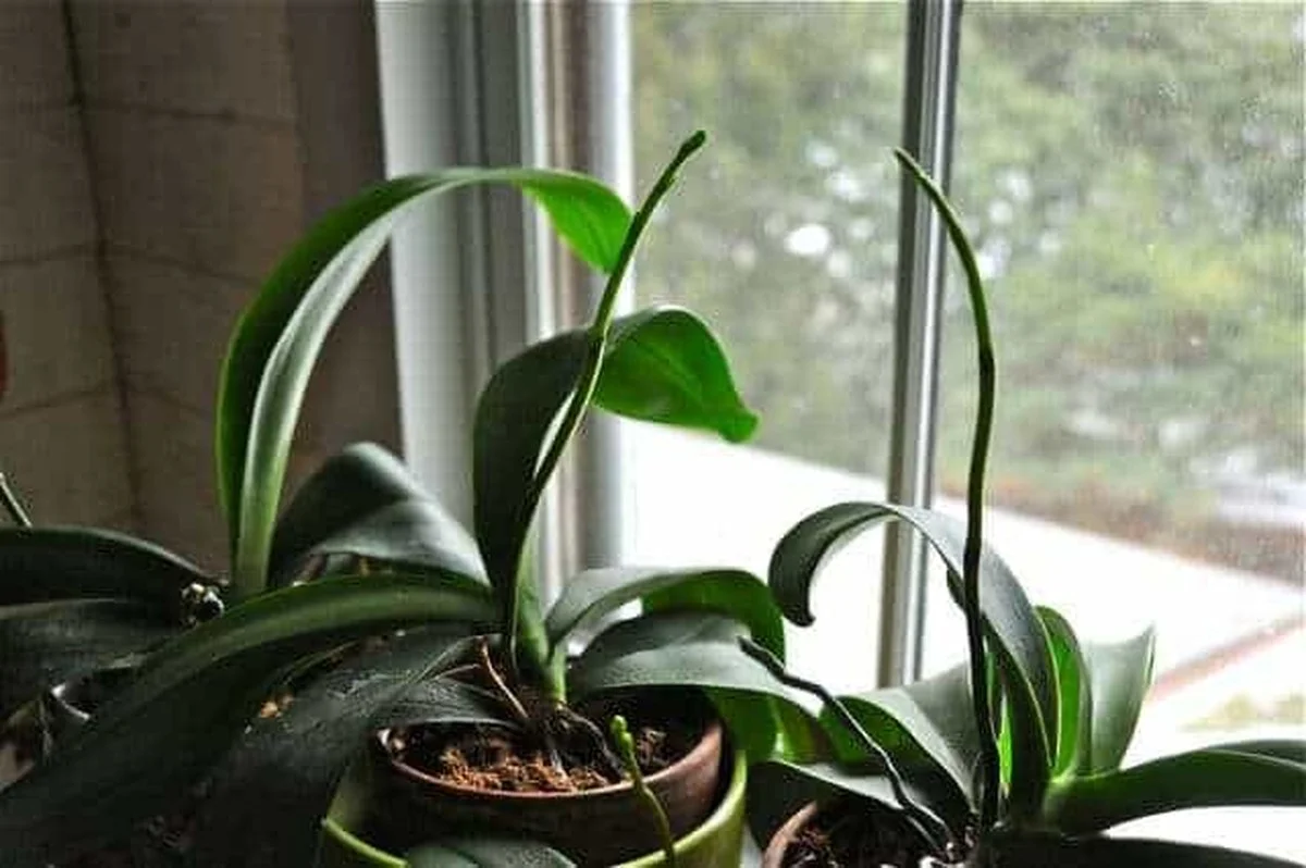 Les horticulteurs révèlent : la méthode secrète pour faire refleurir les orchidées année après année.