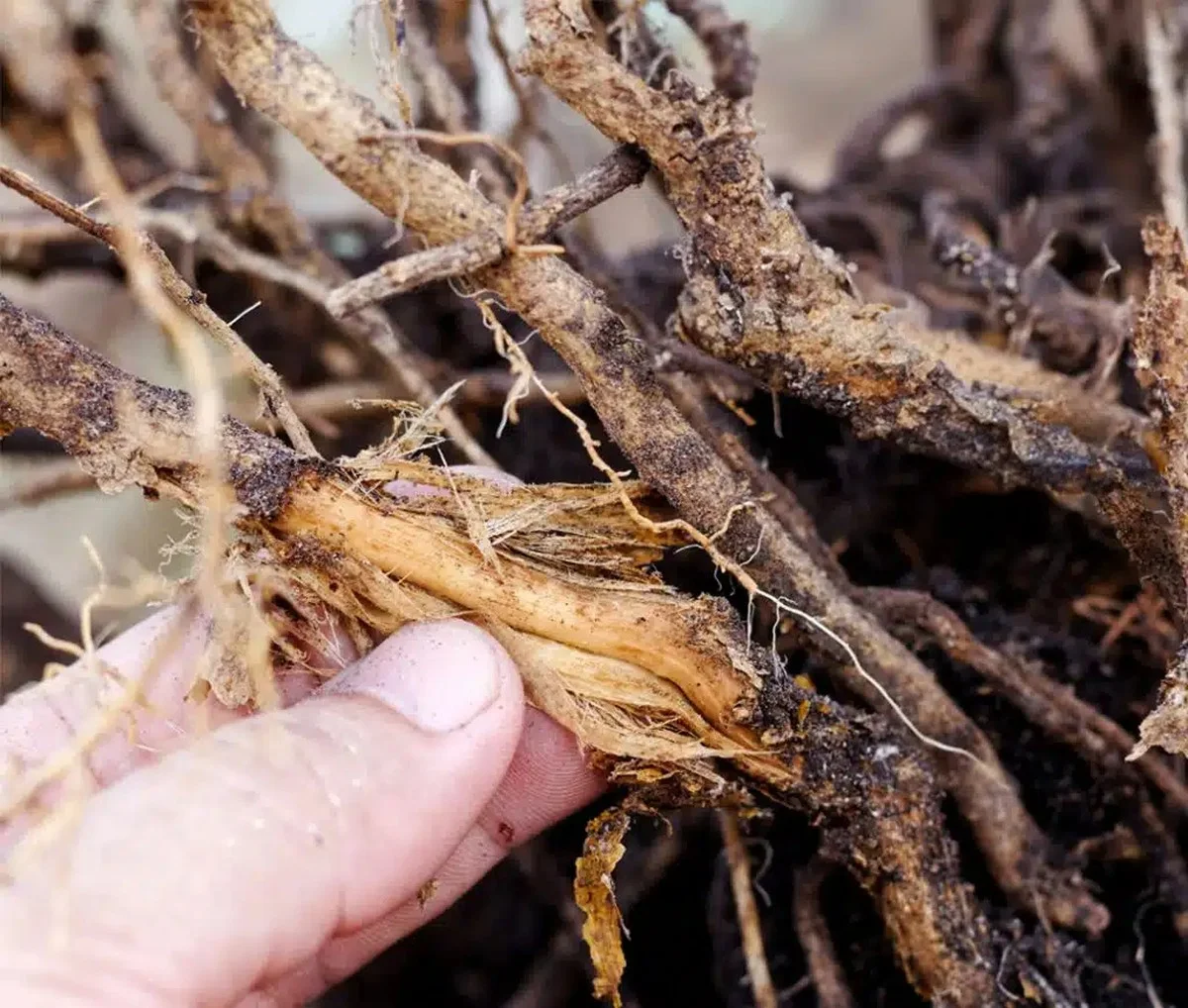 Les horticulteurs révèlent : l