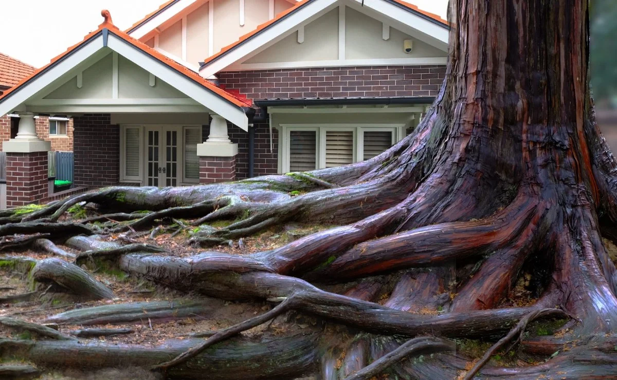 Les paysagistes professionnels révèlent : ne jamais planter ces arbustes près de votre maison. - image 1