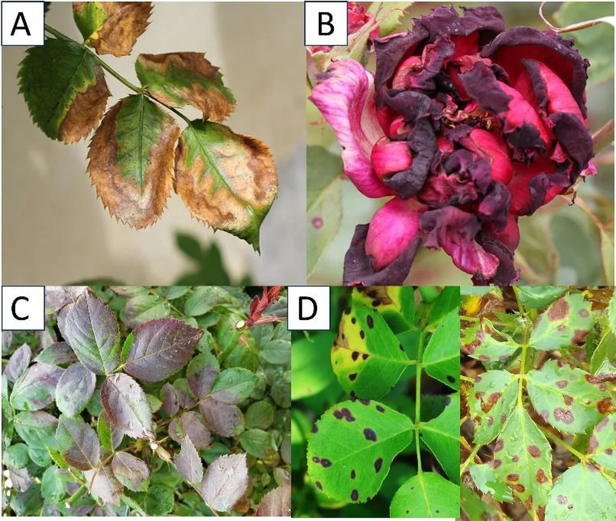 Jardiniers professionnels révèlent : l'erreur commune qui tue vos rosiers en été.