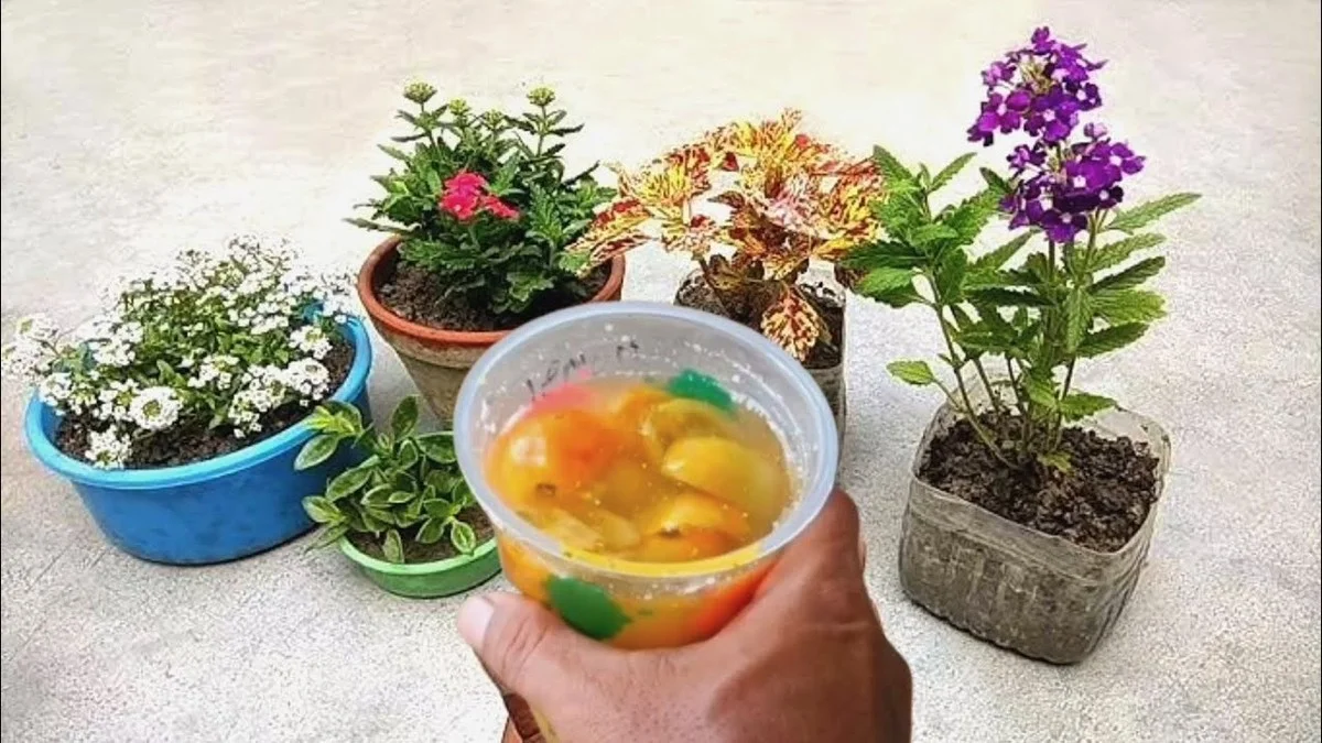 Du marc de café autour des rosiers ? L