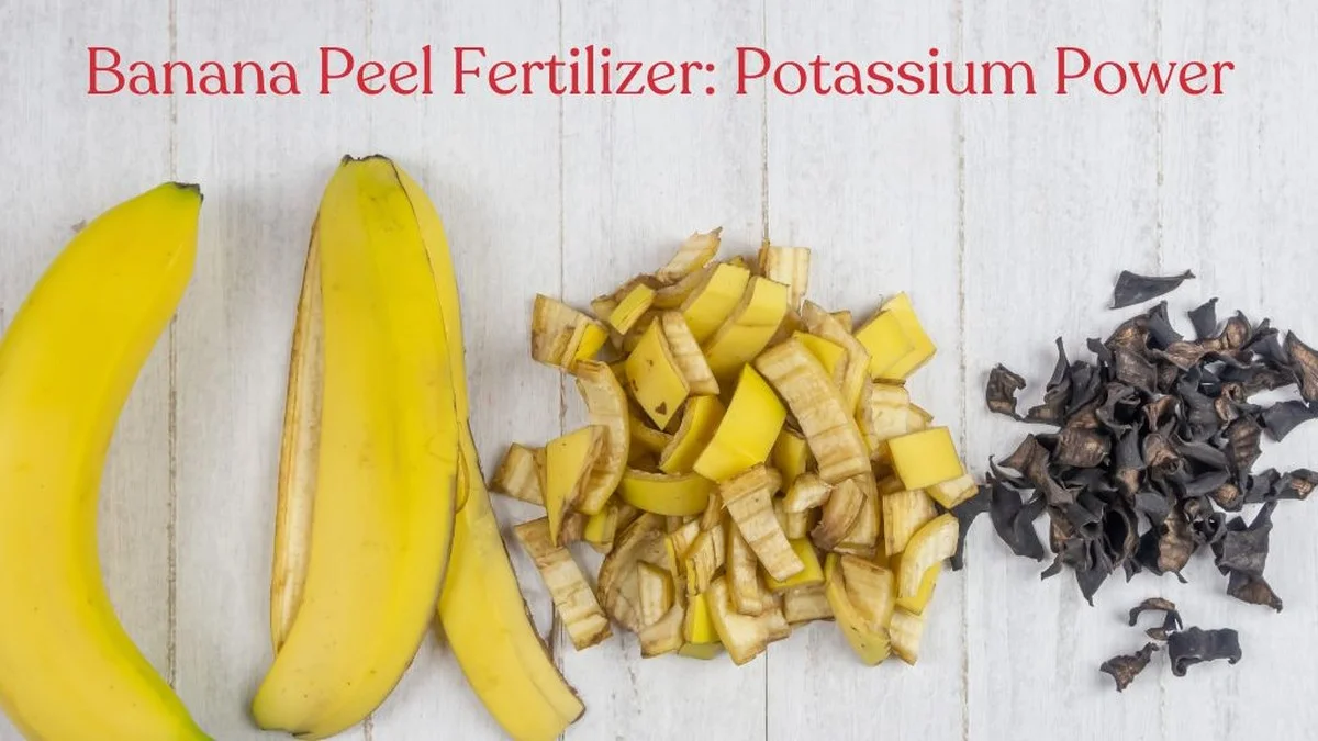 Des pelures de banane enterrées près des tomates ? L'astuce étonnante pour doubler votre récolte.