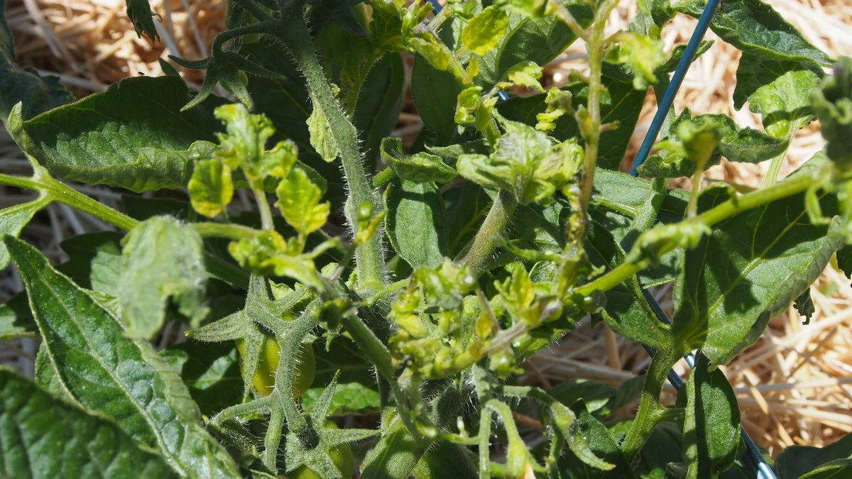 Des coquilles d'œufs écrasées autour des plants de tomates ? Le calcium qui fait des miracles.
