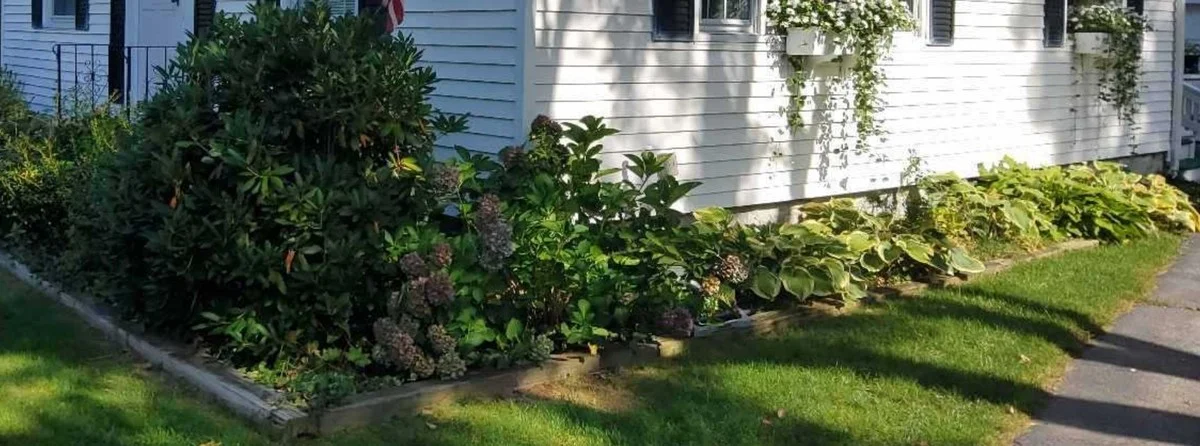 Les pépiniéristes vous supplient : ne plantez jamais ces arbustes trop près de votre maison.