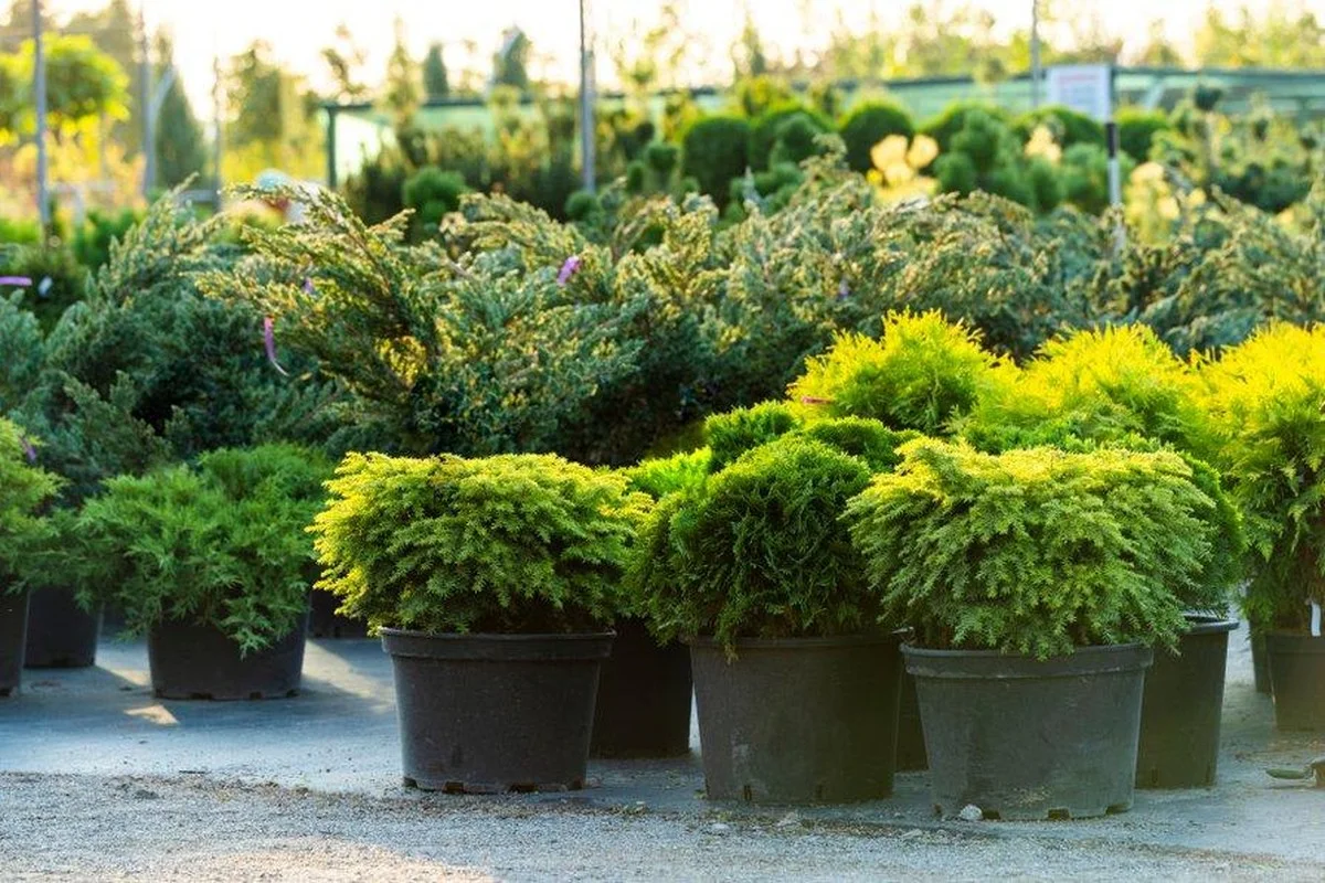 Les pépiniéristes vous supplient : ne taillez jamais ces arbustes après le mois de juin.