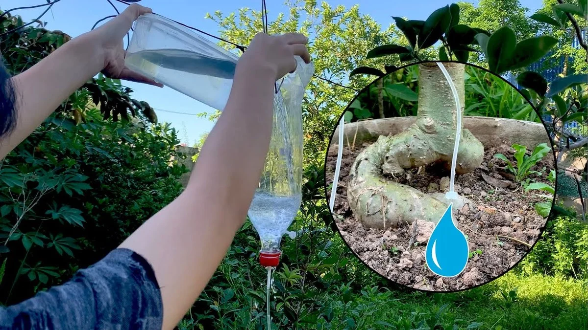 desbouteillesen-gen-3.webp Des bouteilles en plastique retournées dans vos plates-bandes ? L