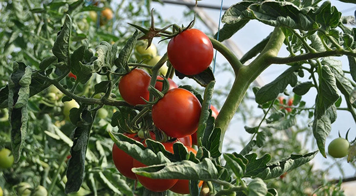 Le marc de café dans votre potager ? Pourquoi vos plants de tomates vous remercieront.