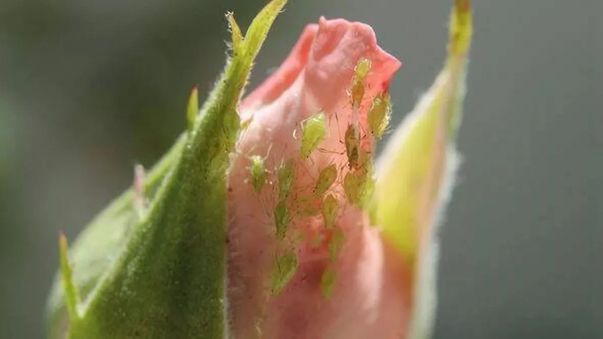 Du marc de café autour des rosiers ? La solution étonnante contre les pucerons.