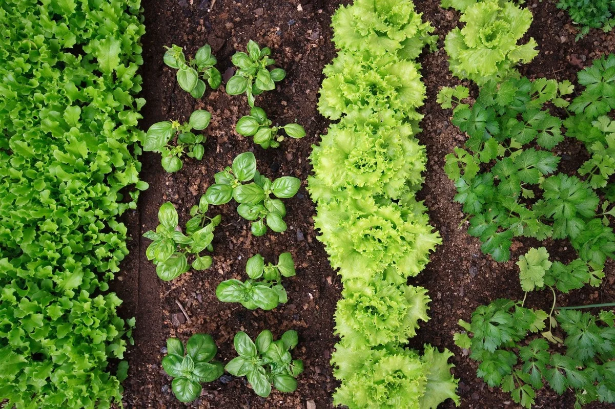 Les jardiniers du Château de Versailles avertissent : ne jamais planter ces légumes côte à côte.
