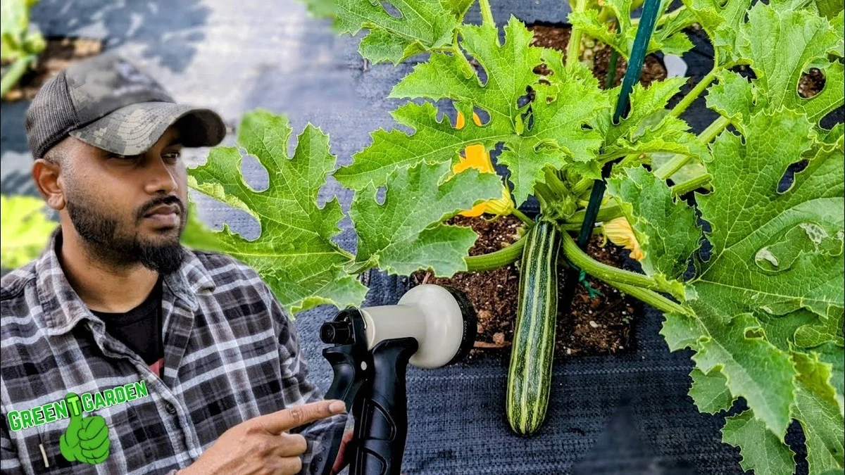 Paille humide autour des courgettes ? La technique qui économise 60% d