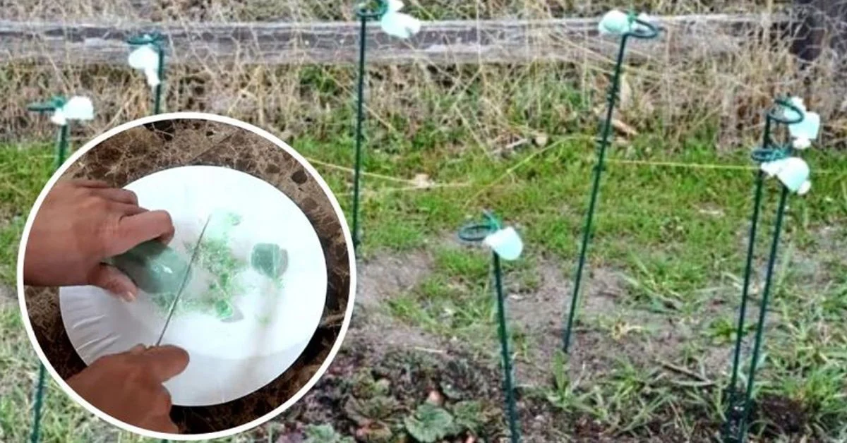 Du savon de Marseille suspendu au jardin ? L