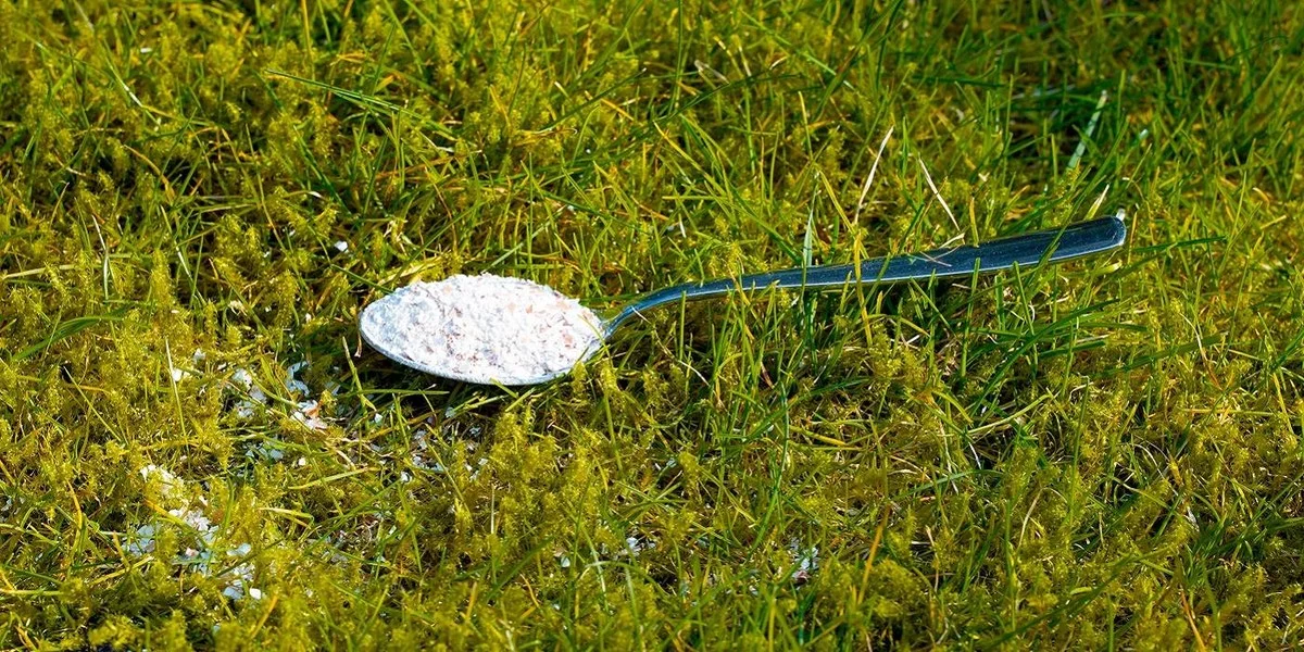 Du bicarbonate de soude sur votre pelouse ? La solution qui élimine la mousse sans produits chimiques.
