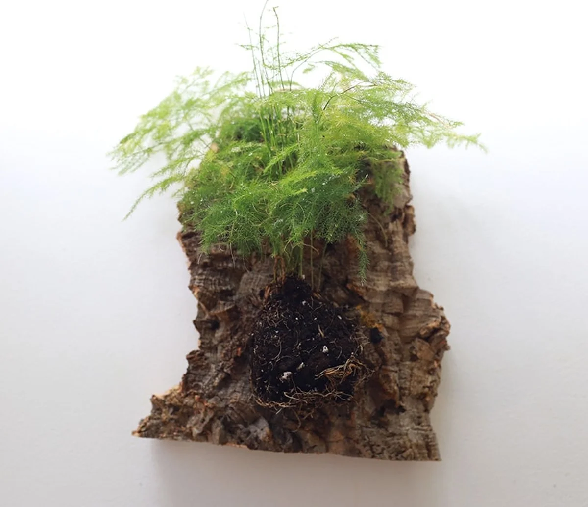 Des bouchons de liège dans la terre ? L