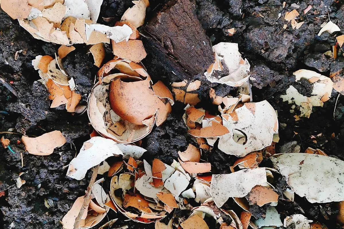 Des coquilles d'œufs broyées autour des tomates ? Le secret contre les limaces.