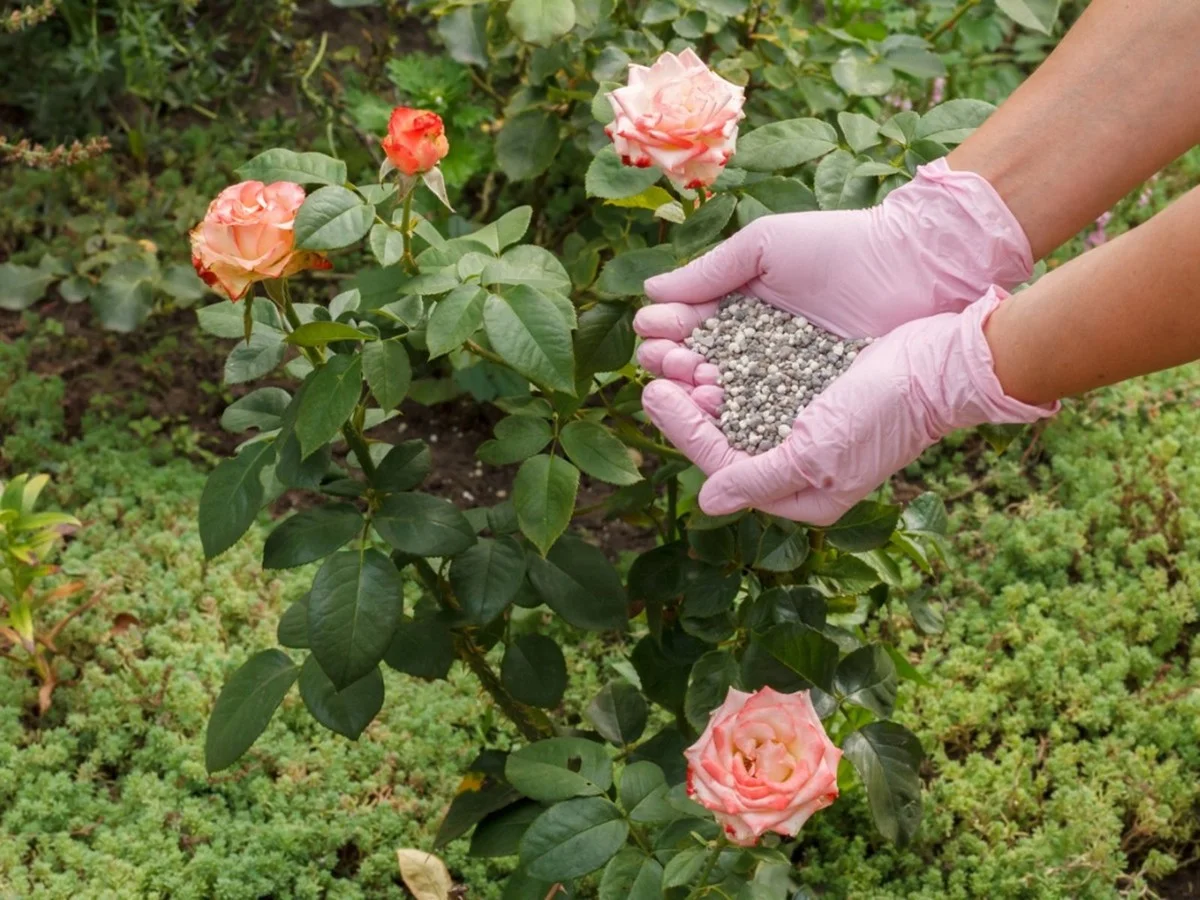 Des pelures de pommes de terre enterrées sous les rosiers ? Pourquoi les jardiniers professionnels adorent cette méthode !