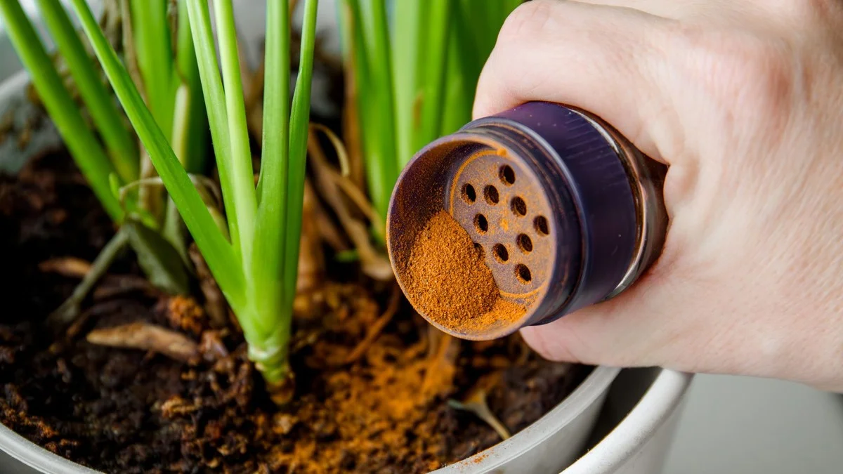 De la cannelle sur vos semis ? La solution méconnue contre la fonte des semis. - image 2