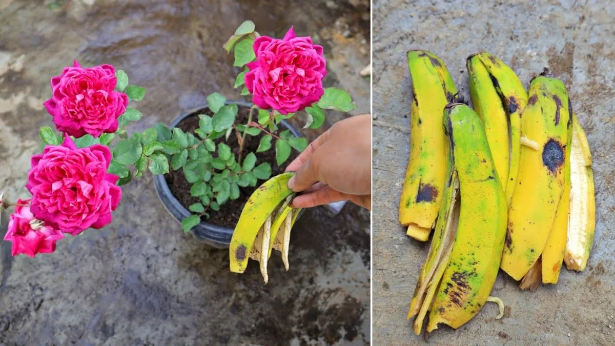 Peaux de banane enterrées près des rosiers ? Le potassium qui les fait fleurir abondamment.