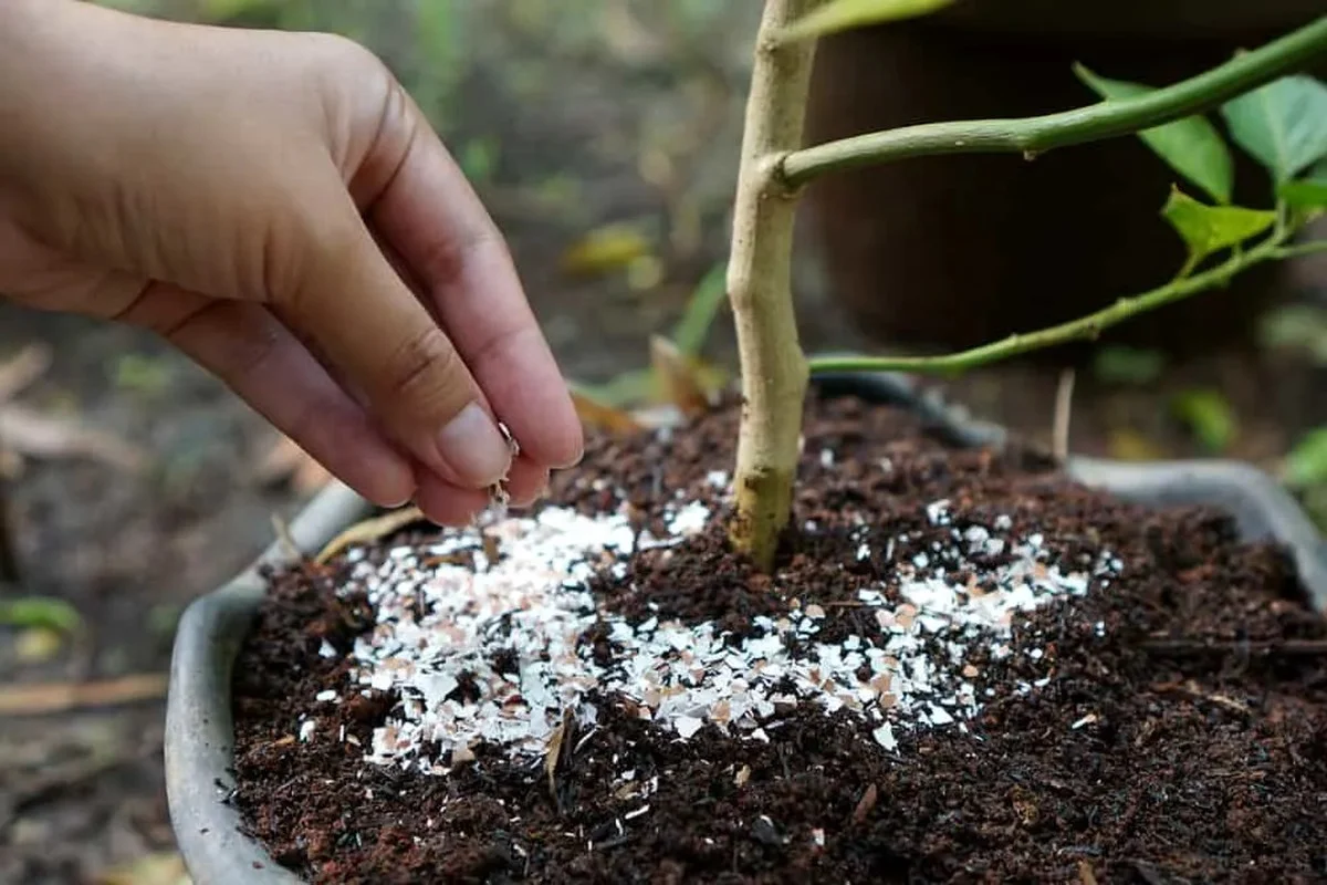 Des coquilles d'œufs autour des tomates ? La protection anti-limaces que personne ne connaît.