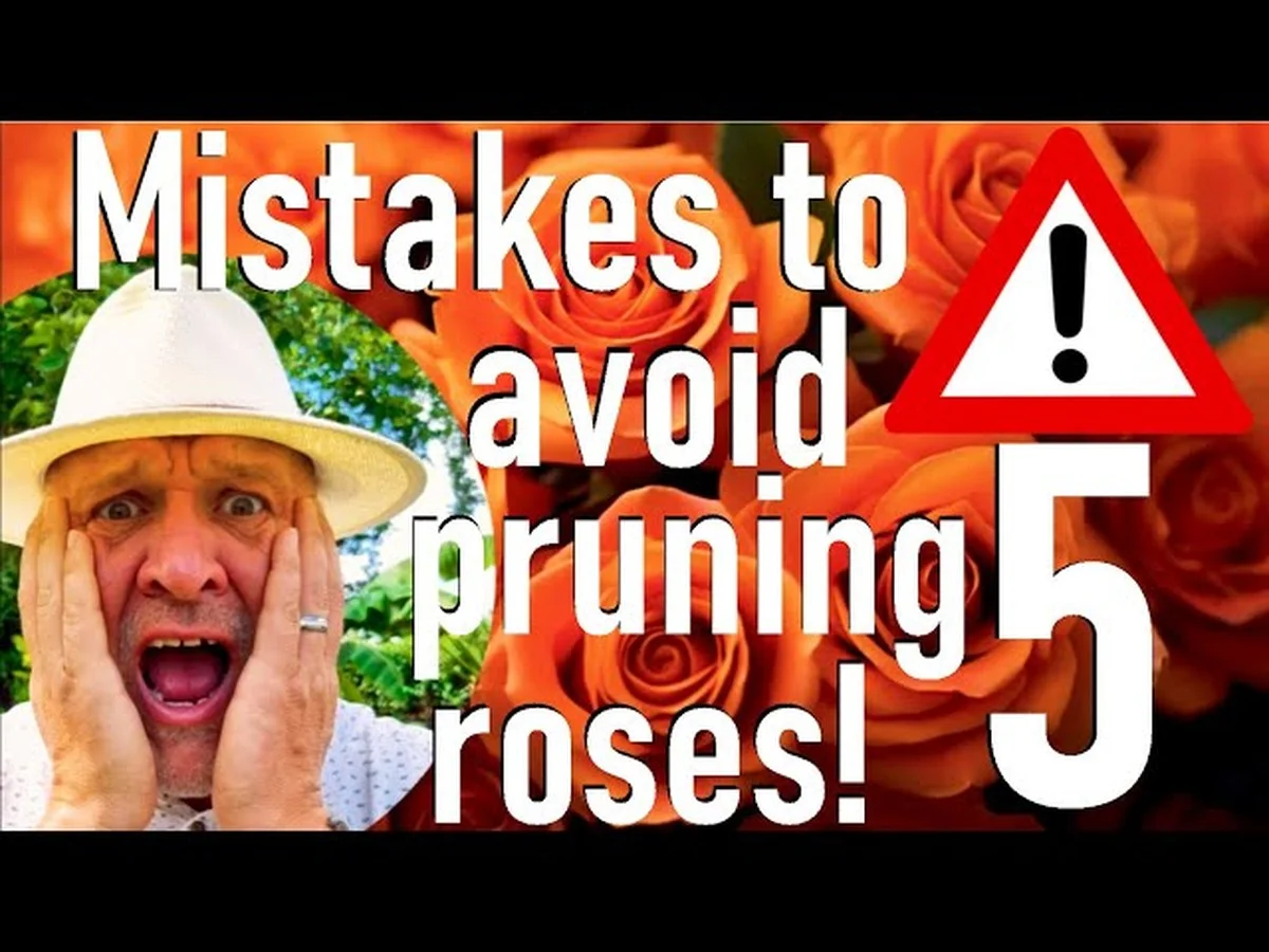 Les botanistes révèlent : la façon dont vous taillez vos rosiers les affaiblit dangereusement.