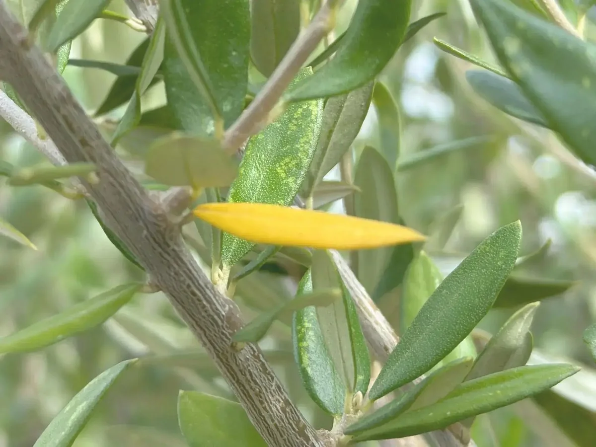 Les horticulteurs révèlent : l'erreur commune qui tue vos plantes méditerranéennes.