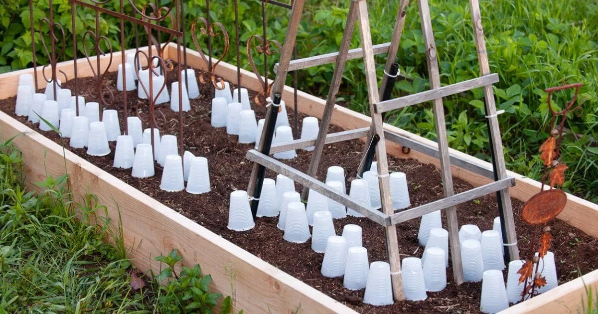 Une bouteille plastique coupée sur vos semis ? Protection anti-gel garantie jusqu