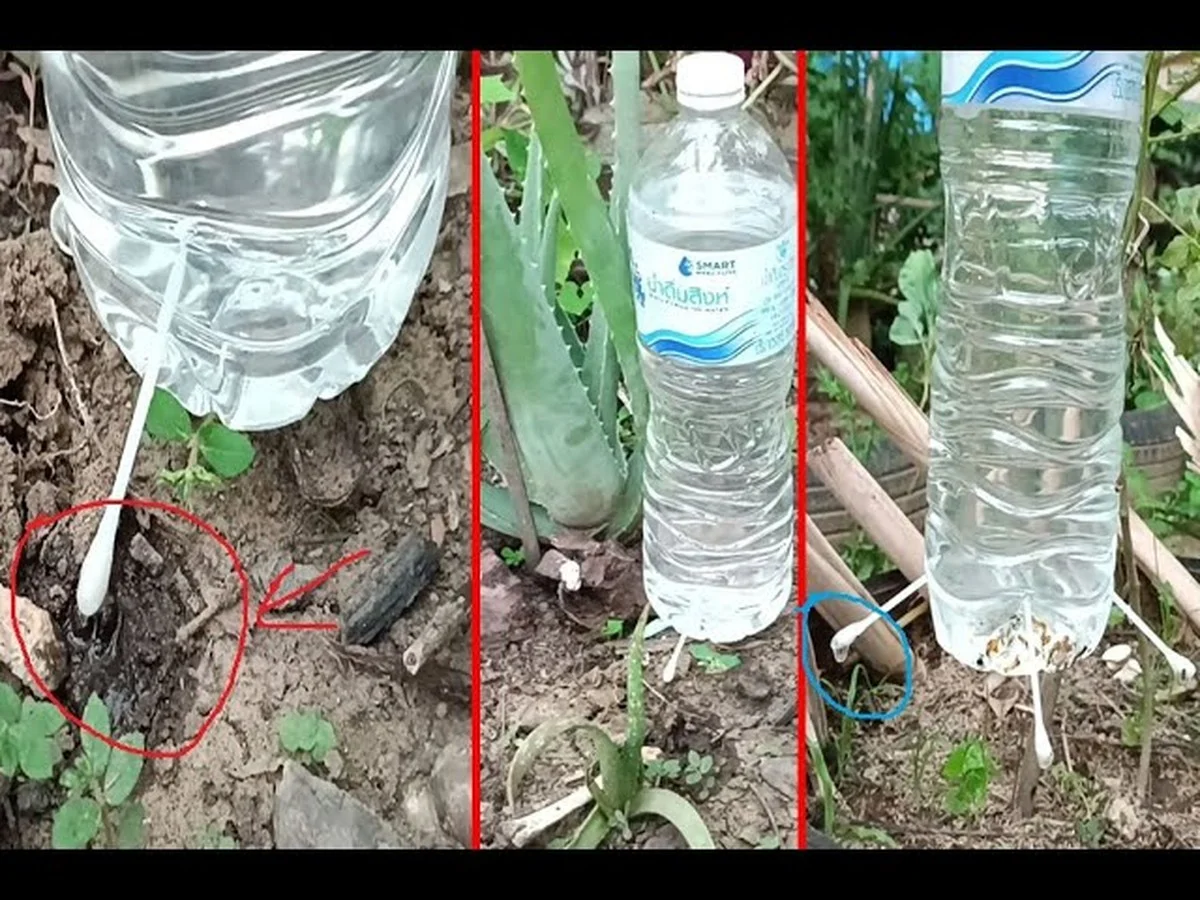 Des bouteilles en plastique retournées ? L