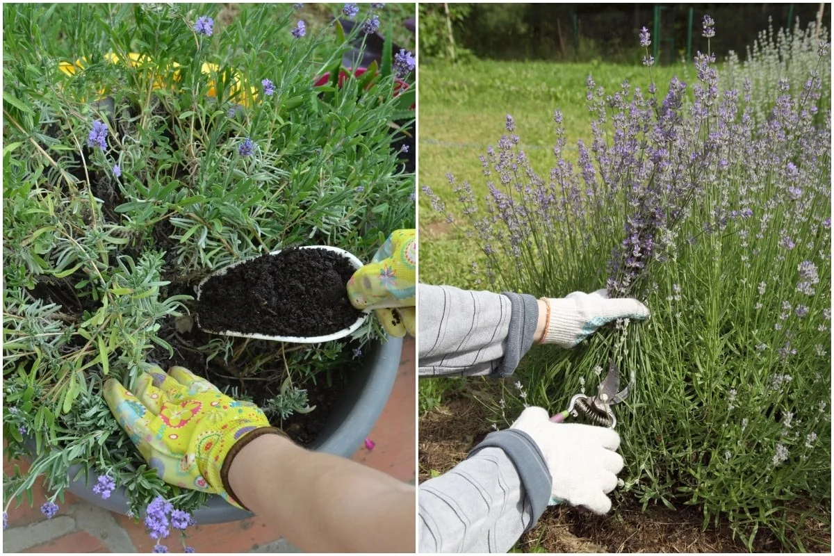 Les paysagistes vous supplient : ne taillez jamais vos lavandes de cette façon.