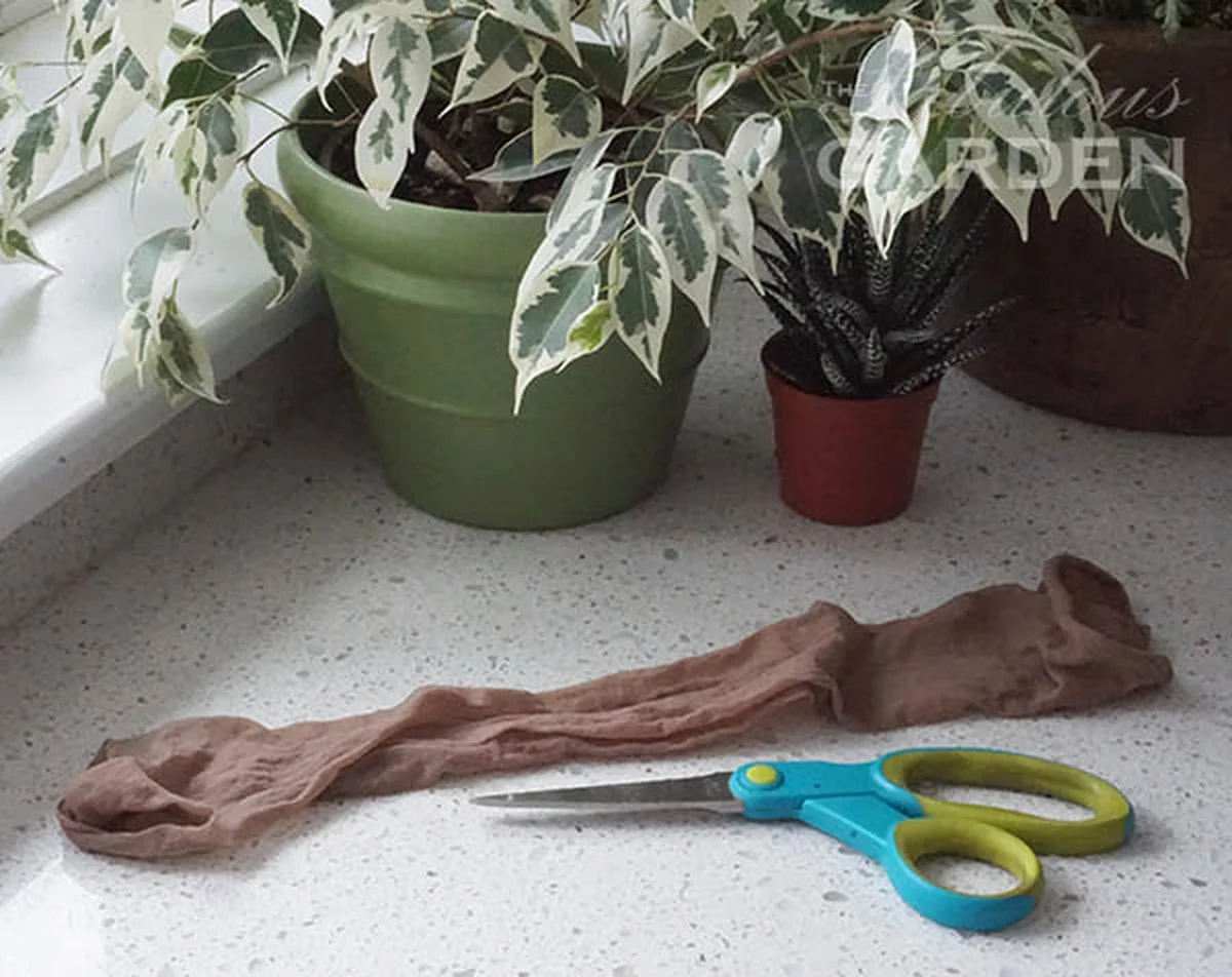 Un vieux collant dans votre serre ? L