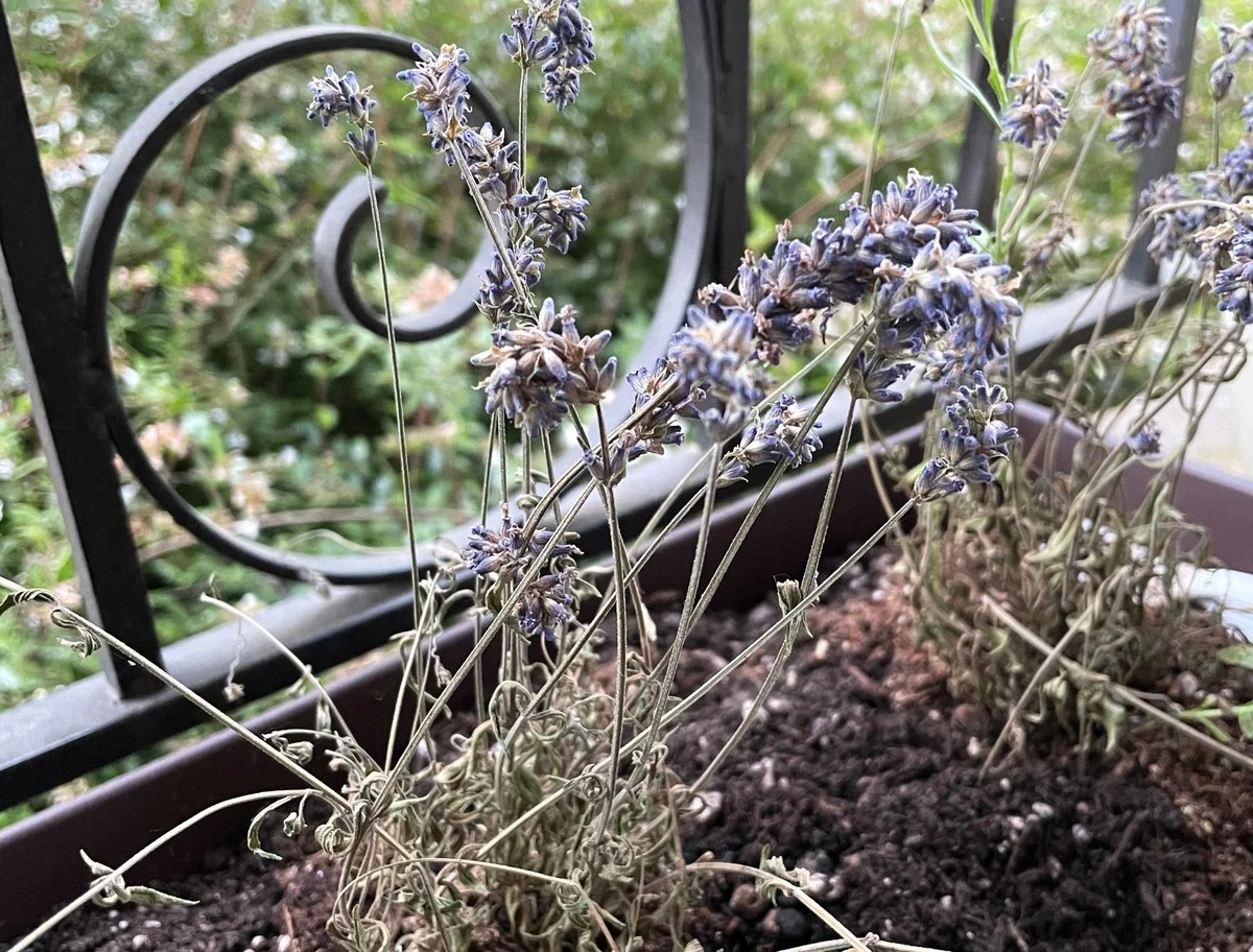 Les paysagistes vous supplient : ne taillez jamais votre lavande de cette façon. - image 2