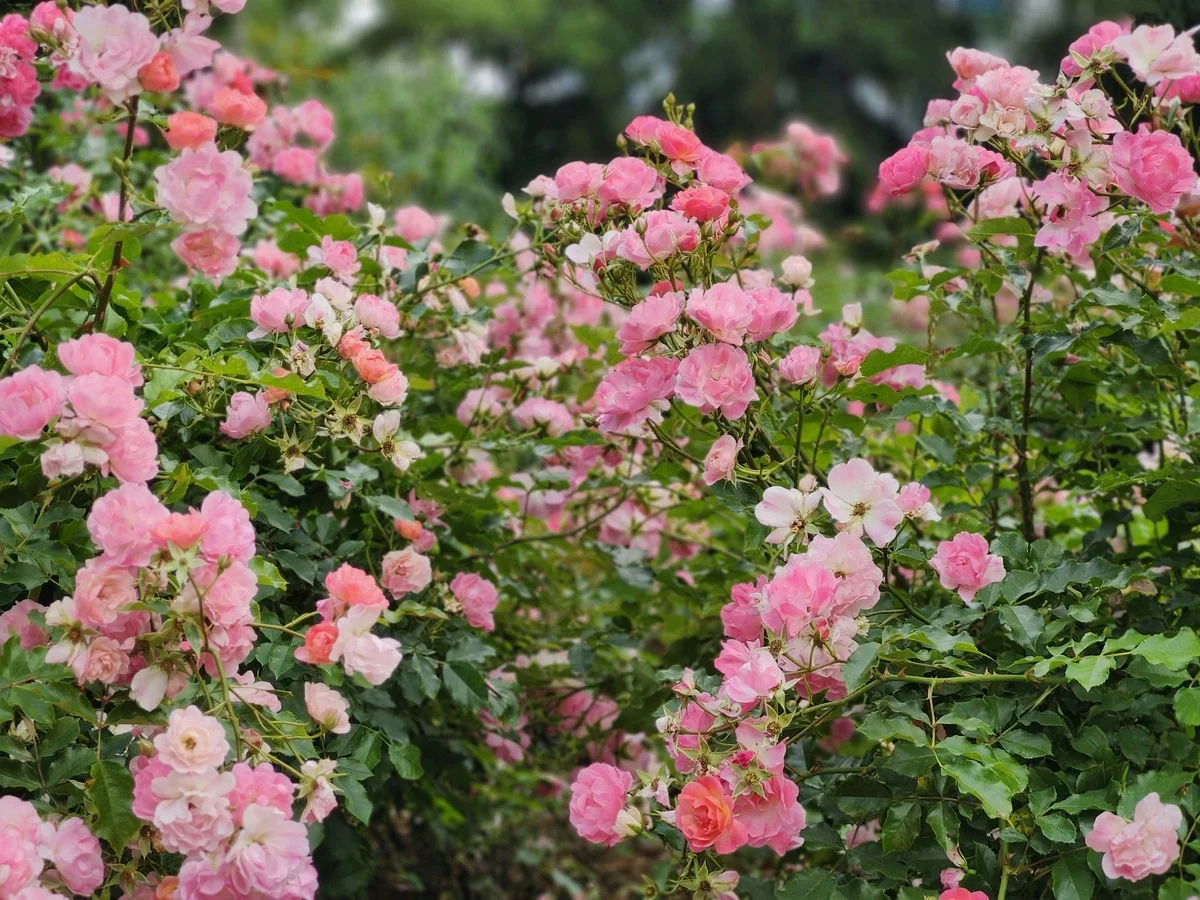 Du marc de café dans les rosiers ? Voici pourquoi vos fleurs vont exploser de couleurs. - image 1