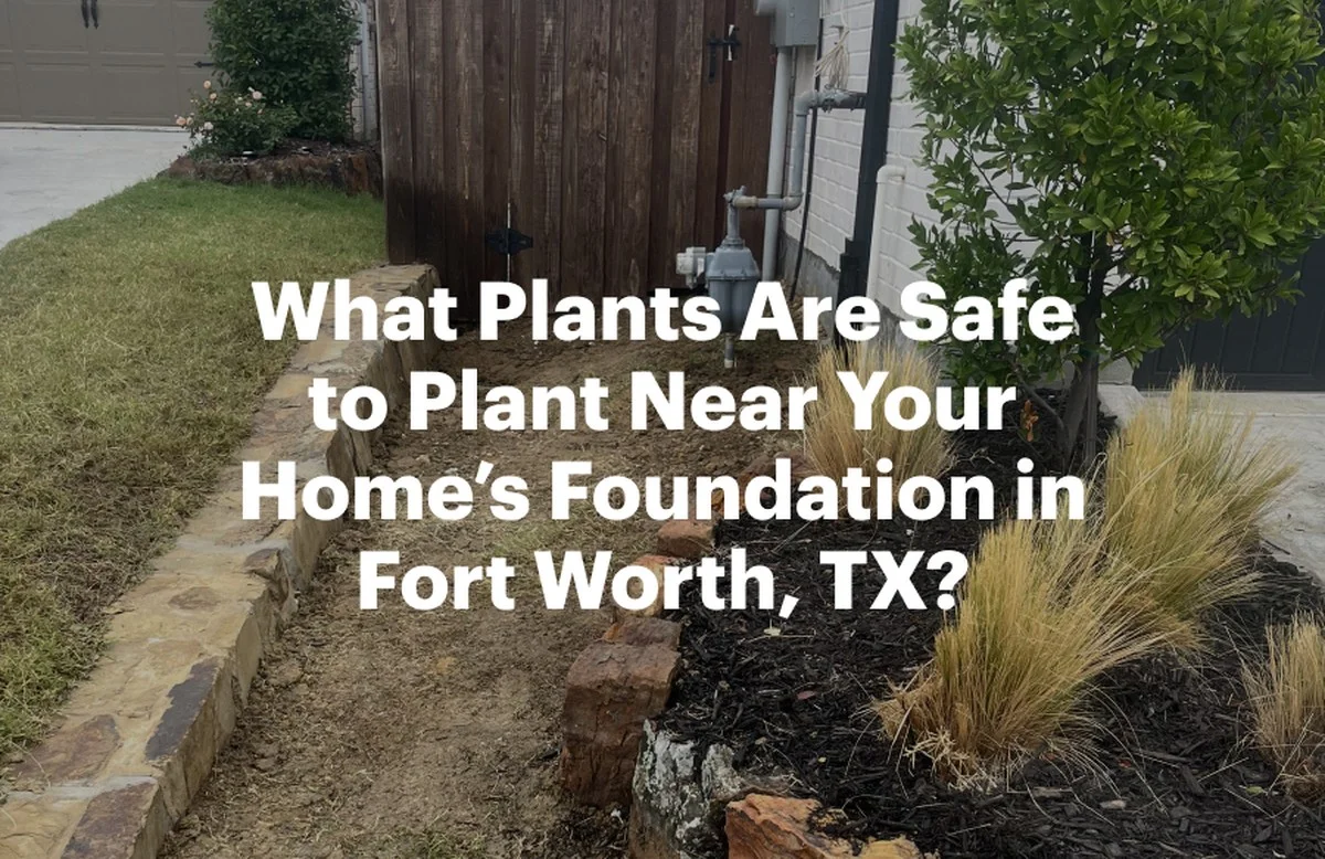 lespepinieriste-gen-2.webp Les pépiniéristes français vous supplient : ne plantez jamais ces arbustes trop près de votre maison. - image 1