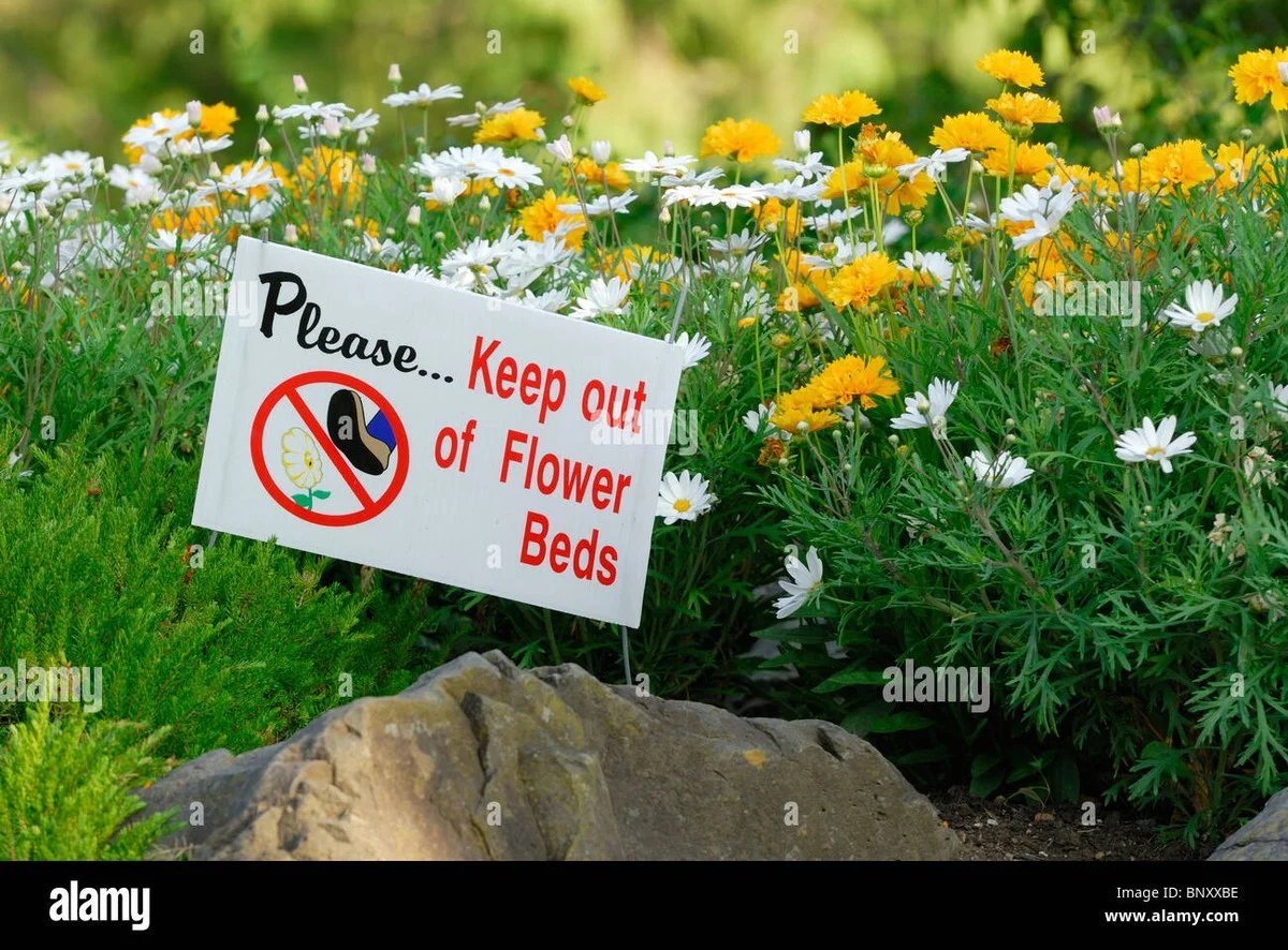 Les pépiniéristes vous supplient : ne plantez jamais ces fleurs à côté de vos légumes. - image 2