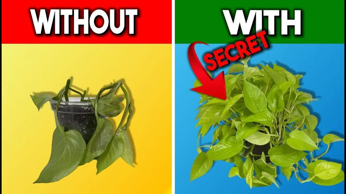 De la cannelle sur vos boutures ? La méthode surprenante qui stimule l