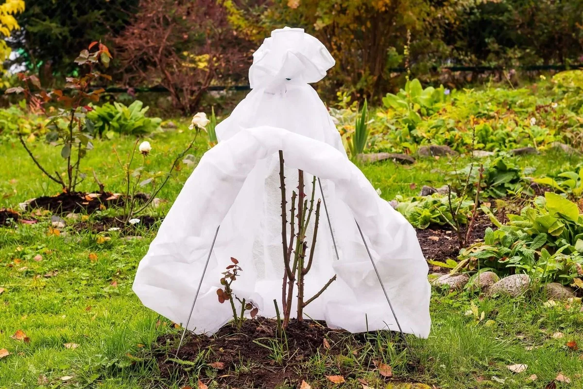 Une bouteille en plastique coupée sur vos jeunes plants ? Protection garantie contre le gel. - image 2