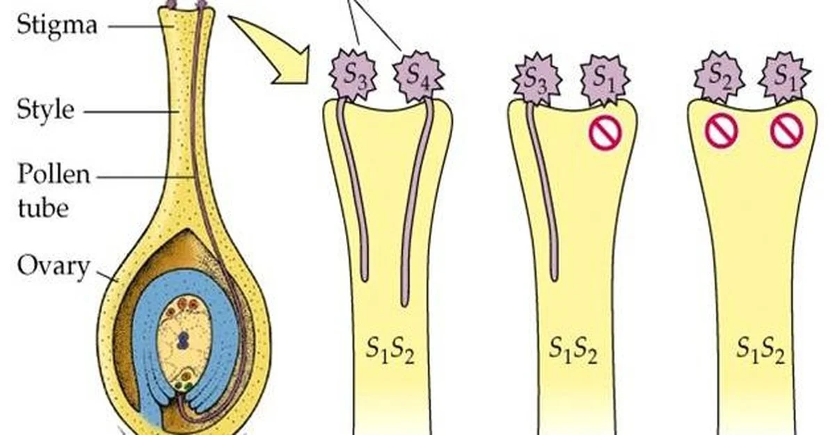 Les paysagistes professionnels révèlent : ne jamais planter ces végétaux côte à côte. - image 1