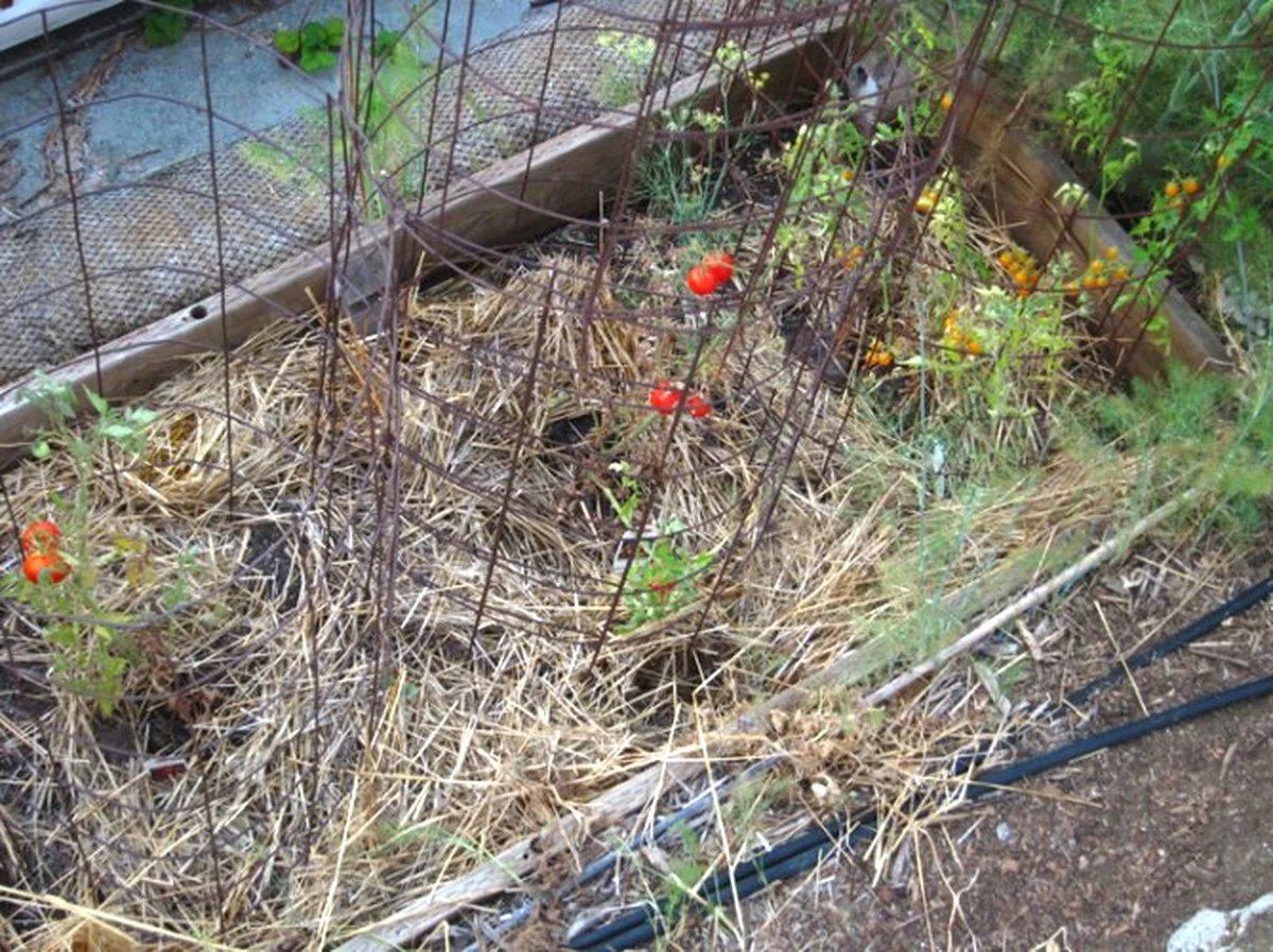 Un botaniste avertit : ne jamais planter ces légumes côte à côte dans votre potager.