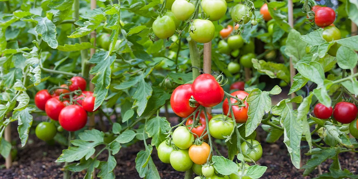 Les botanistes révèlent : l