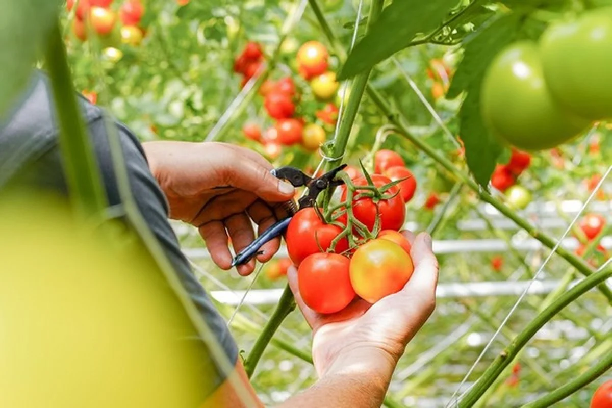 Pelures de banane enterrées près des tomates ? L
