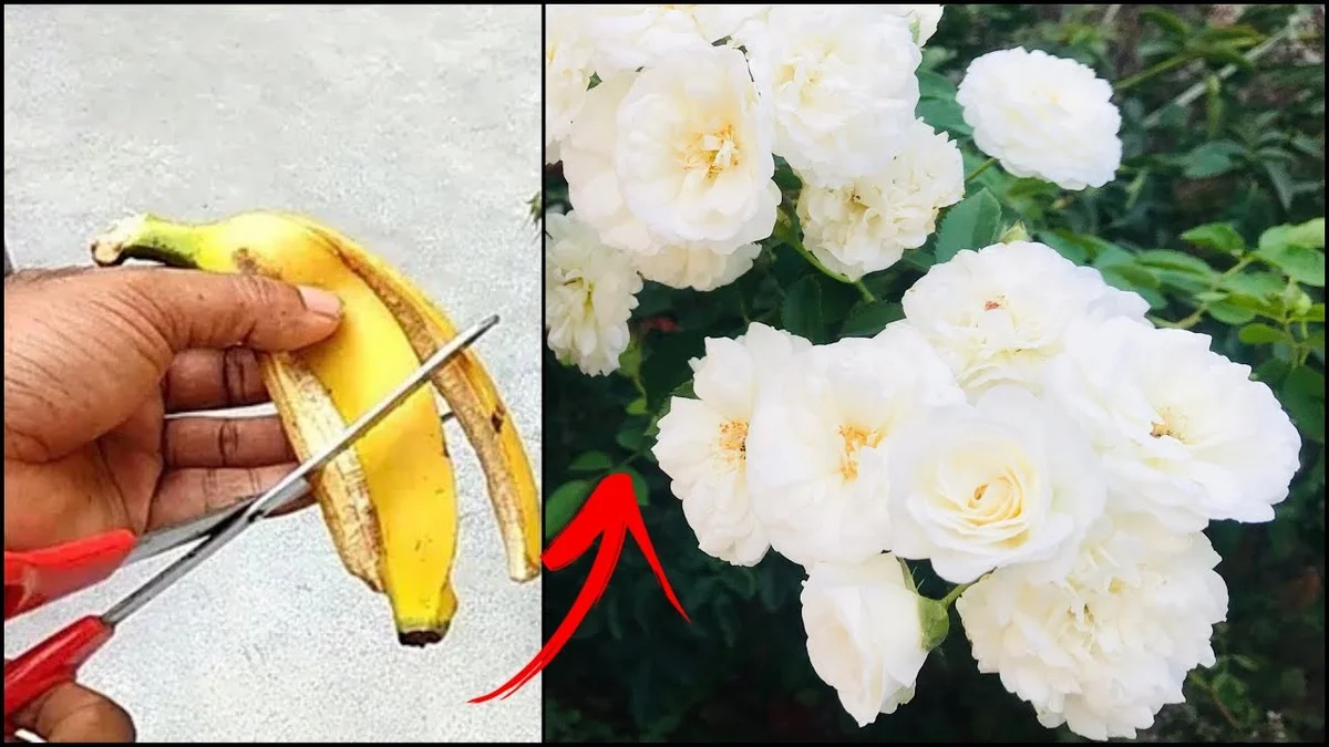 Des pelures de bananes enterrées près des pivoines ? Pourquoi elles fleurissent deux fois plus abondamment.