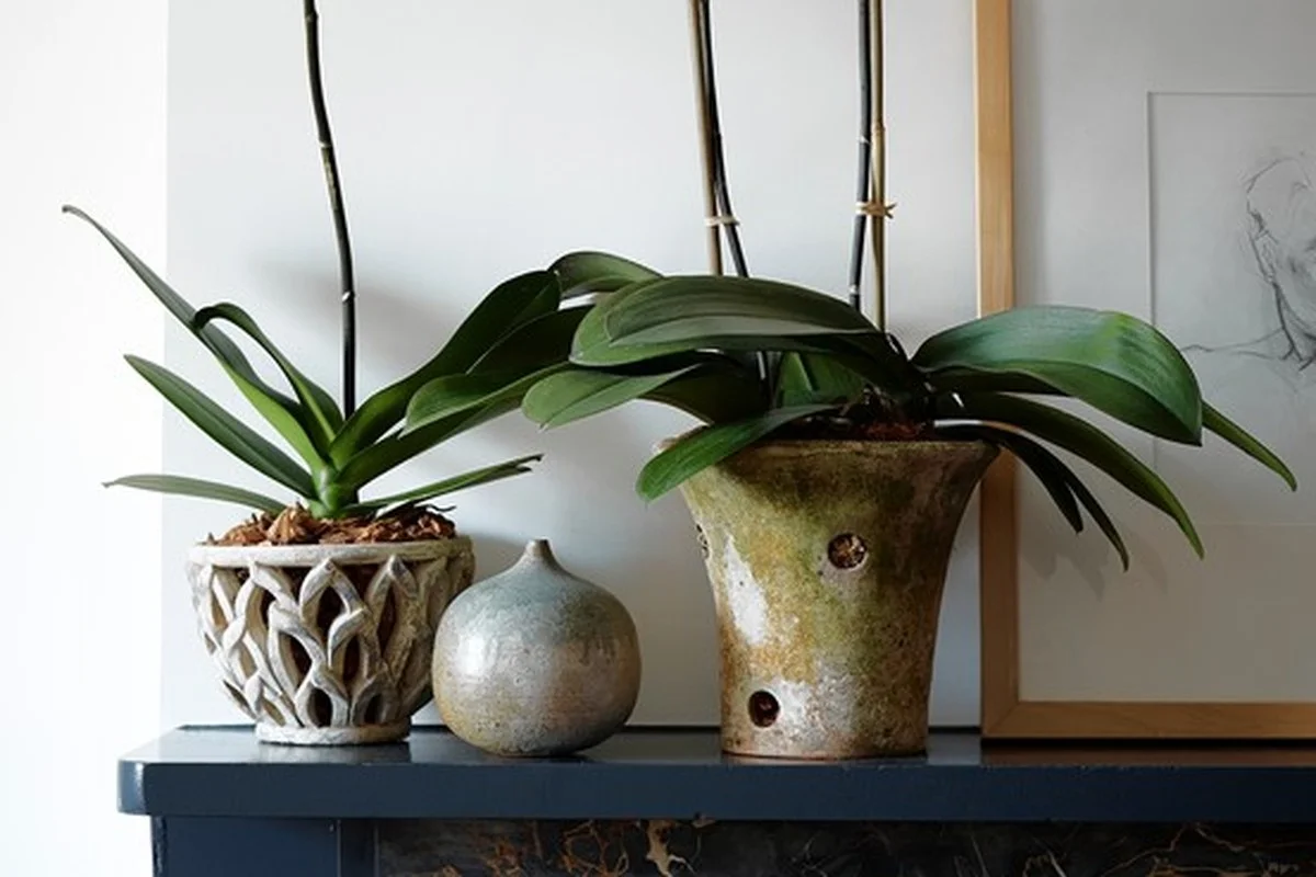 unbotanistereve-gen-3.webp Un botaniste révèle : l