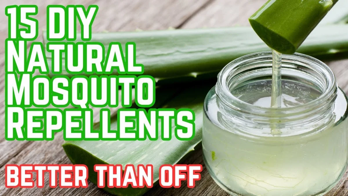 Du savon de Marseille suspendu dans le verger ? Comment cela repousse les pucerons. - image 2