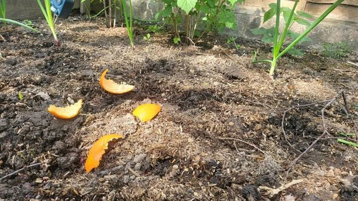 Des pelures d'agrumes enterrées près des carottes ? Pourquoi ce truc de grand-mère protège votre récolte.