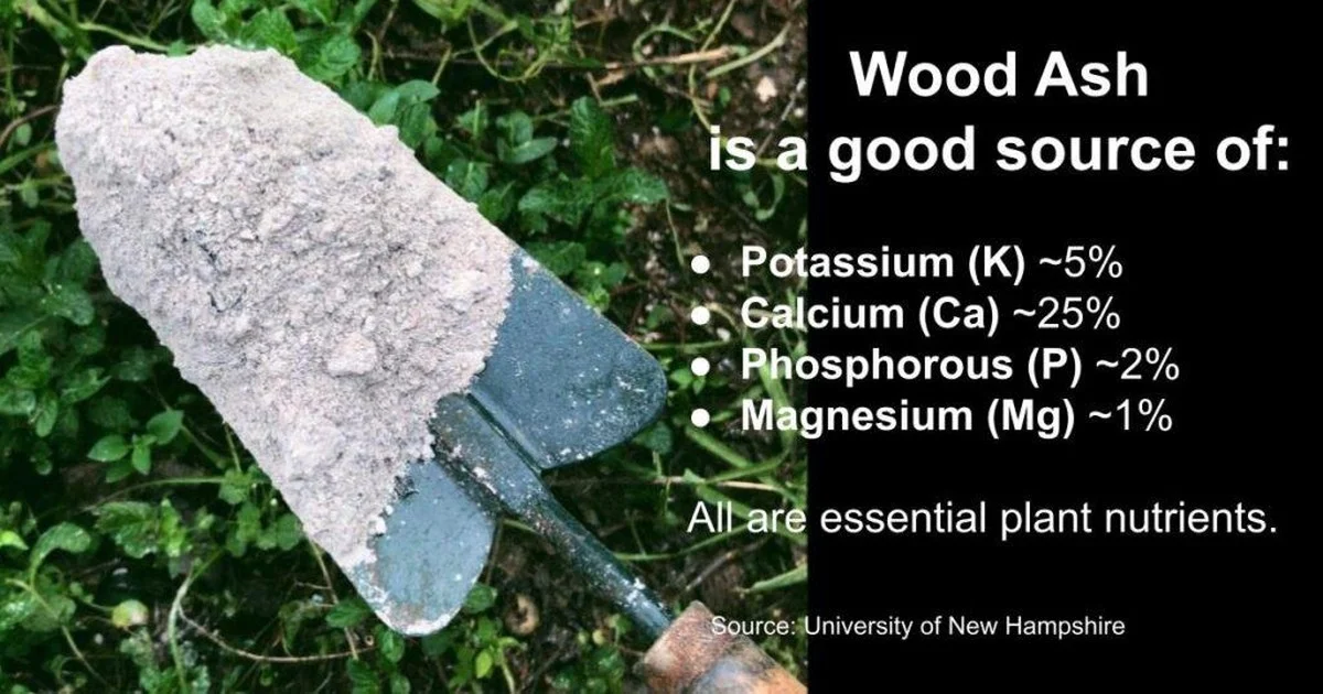 Des cendres de cheminée dans votre potager ? L