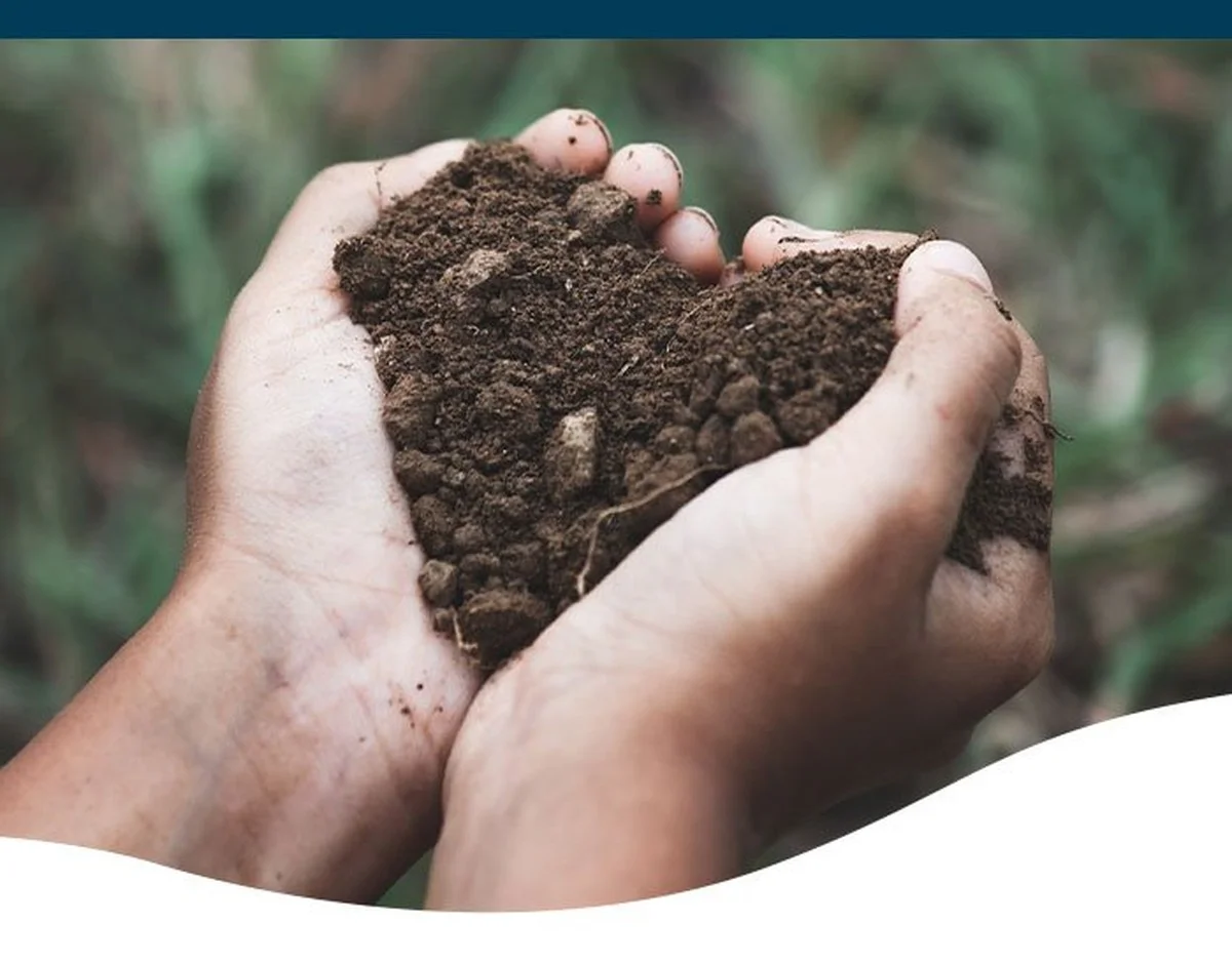 Du marc de café dans vos plates-bandes ? Pourquoi les jardiniers l