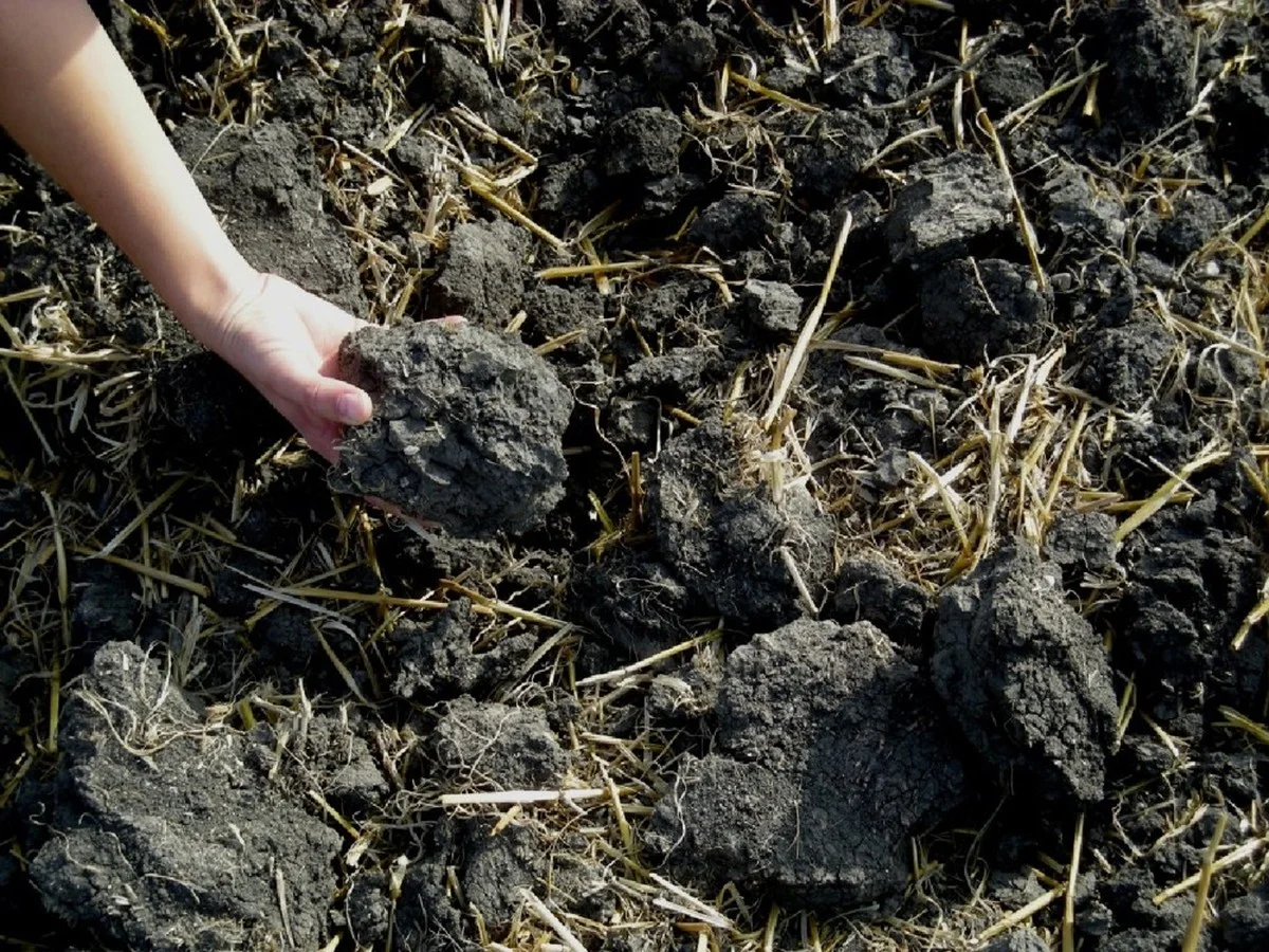 lespepinieriste-gen-3.webp Les pépiniéristes avertissent : ne jamais planter ces légumes côte à côte dans votre potager. - image 2