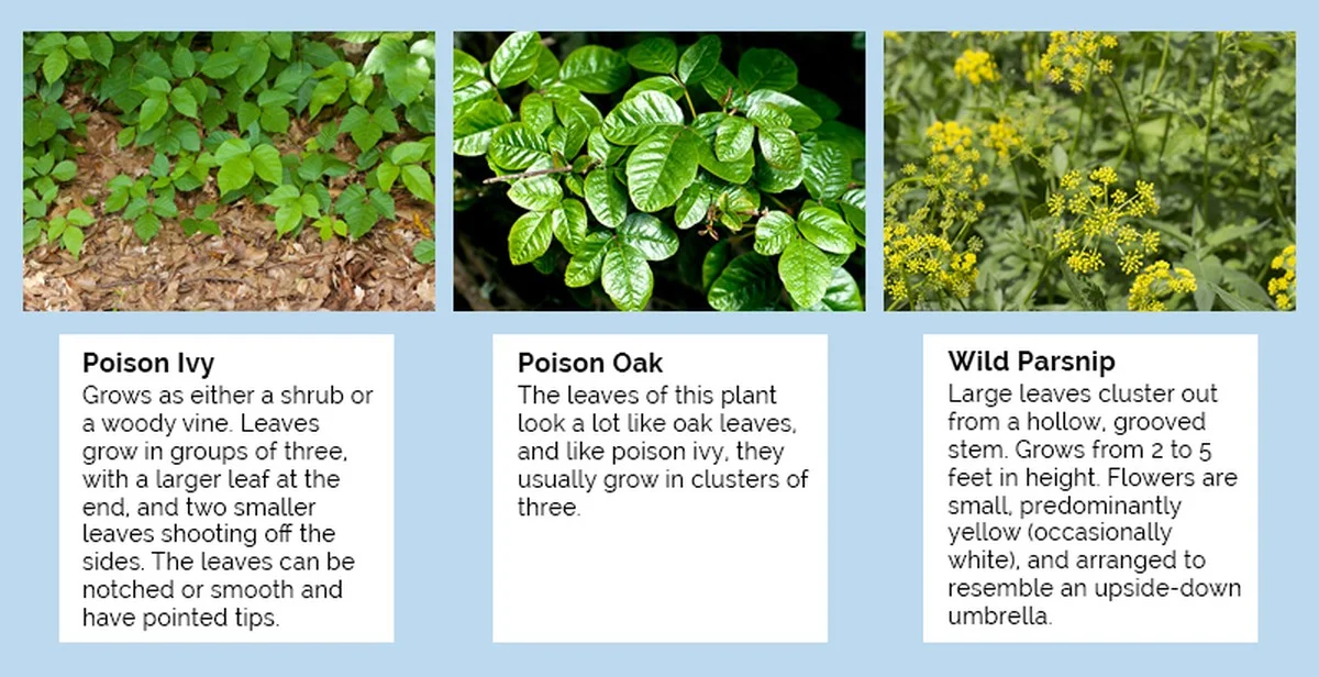 Les pépiniéristes vous supplient : ne plantez jamais ces arbustes côte à côte. - image 1