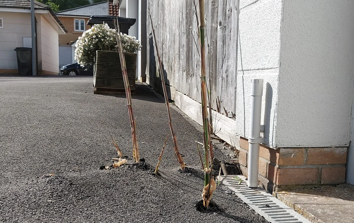 Les pépiniéristes vous supplient : ne plantez jamais ces arbustes trop près de votre maison. - image 1