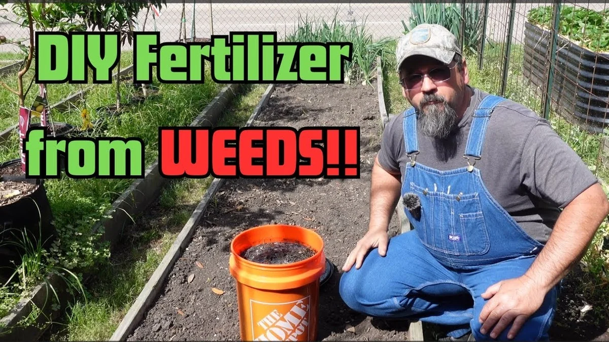 Du marc de café au pied des rosiers ? Découvrez pourquoi ils fleurissent deux fois plus. - image 1