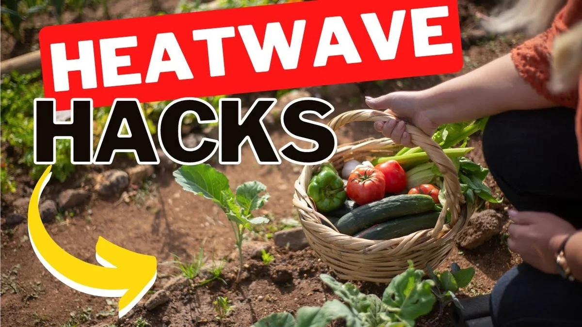 Les botanistes révèlent : la meilleure heure pour arroser vos tomates en été. - image 2