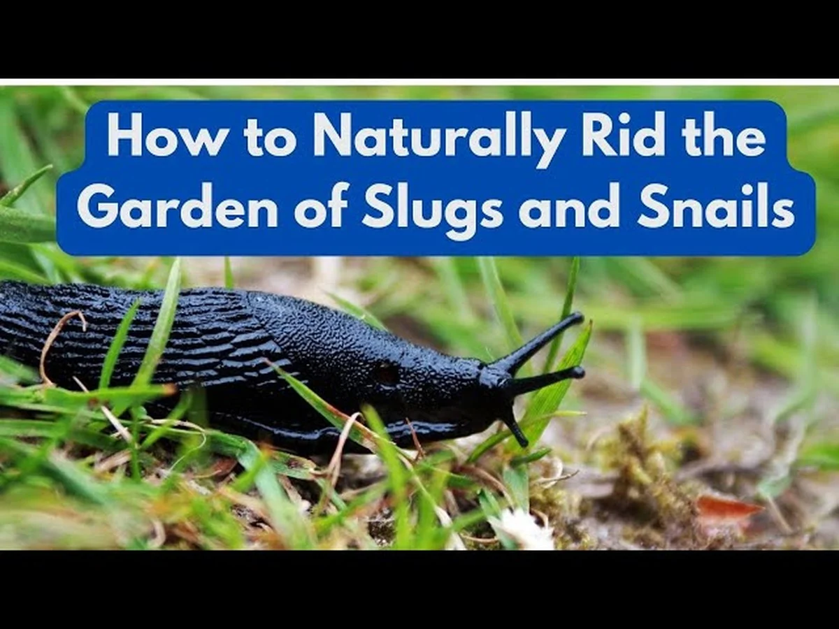 Des coquilles d'œufs dans le potager ? Pourquoi elles éloignent les limaces naturellement.